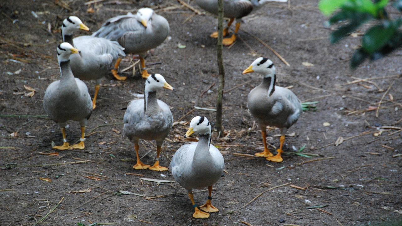 Migratory Birds - Disney Animals | OrlandoHoppers.com