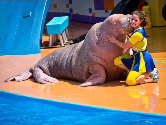 SeaWorld Orlando Sea Lion Up-Close Tour | OrlandoHoppers.com